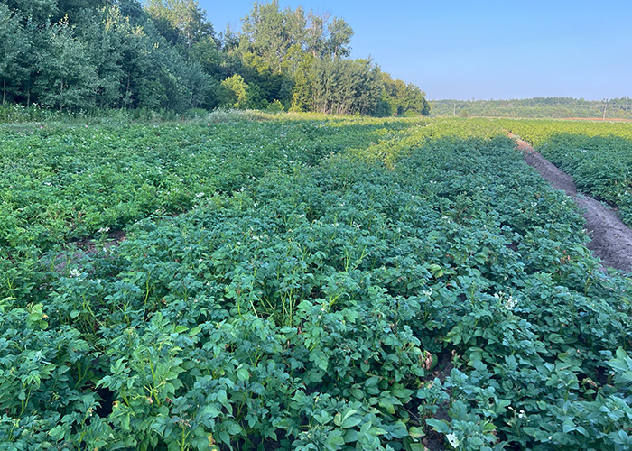 field of green foliage potatoes