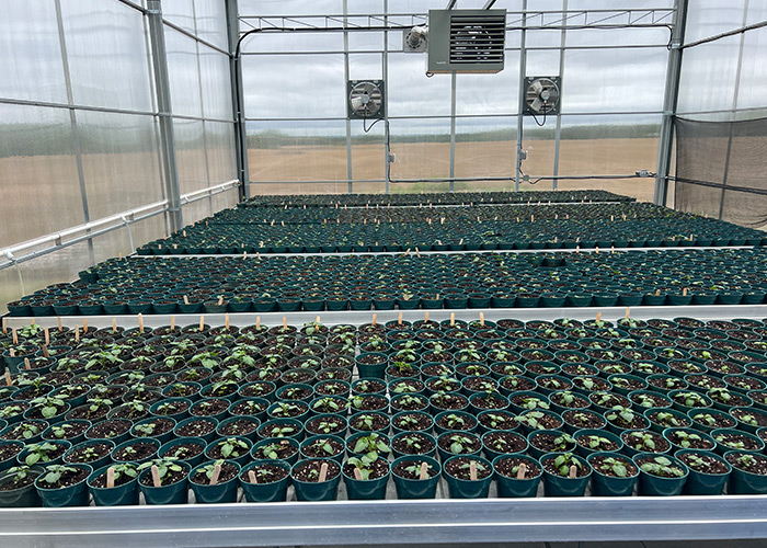 plants in pots in the greenhouse 