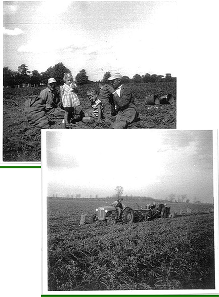 History of Sunrise Potatoes #2