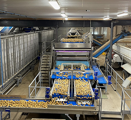 History of Sunrise Potatoes #5