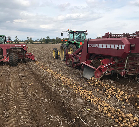 History of Sunrise Potatoes #4
