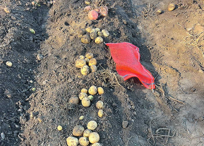 4 harvested plants of tubers between 2 red colored tuber plants with a red bag on the side