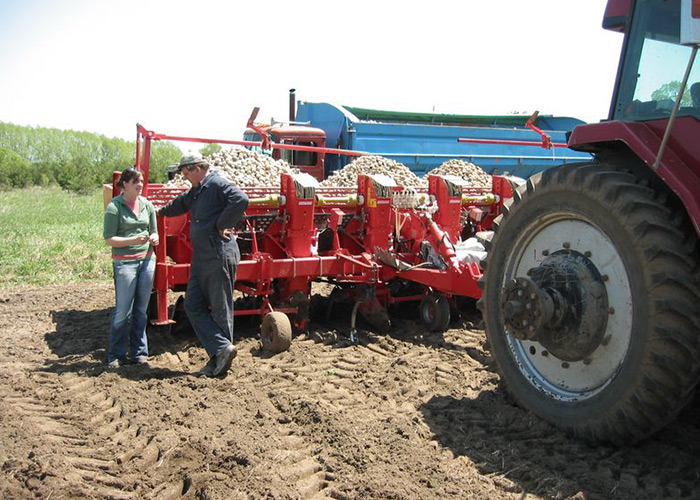 Harvesting Potatoes